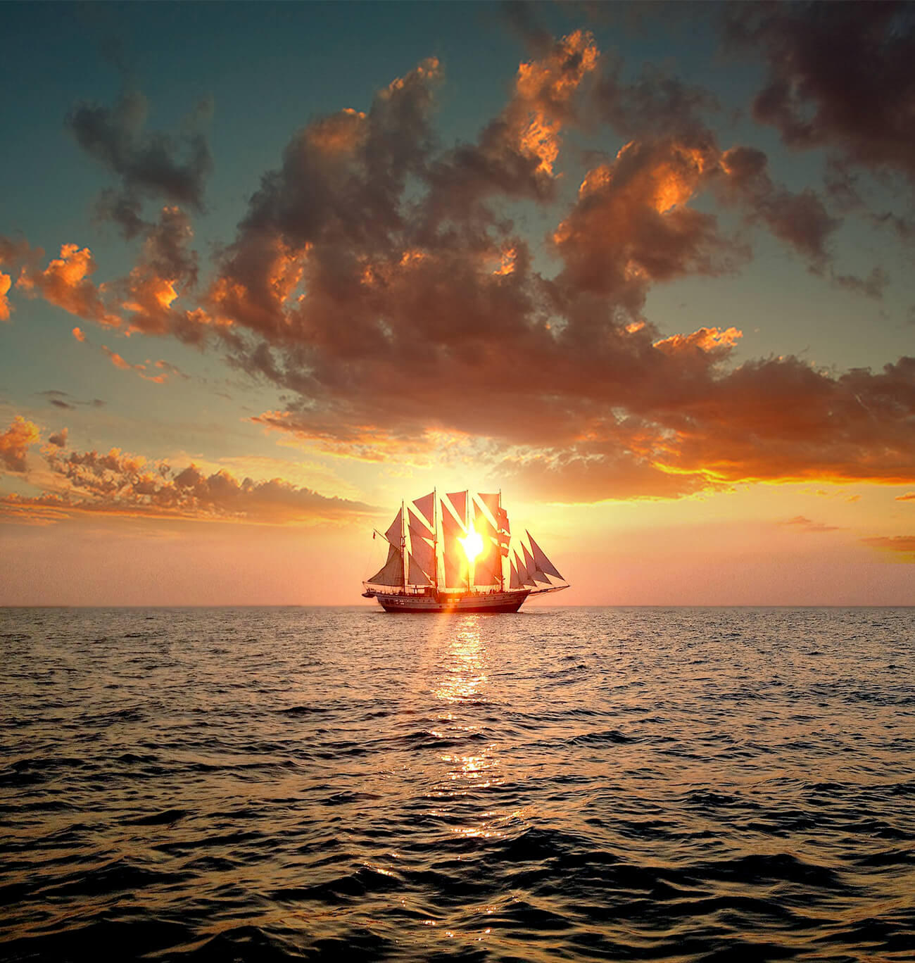 Royal Albatross Custom 1