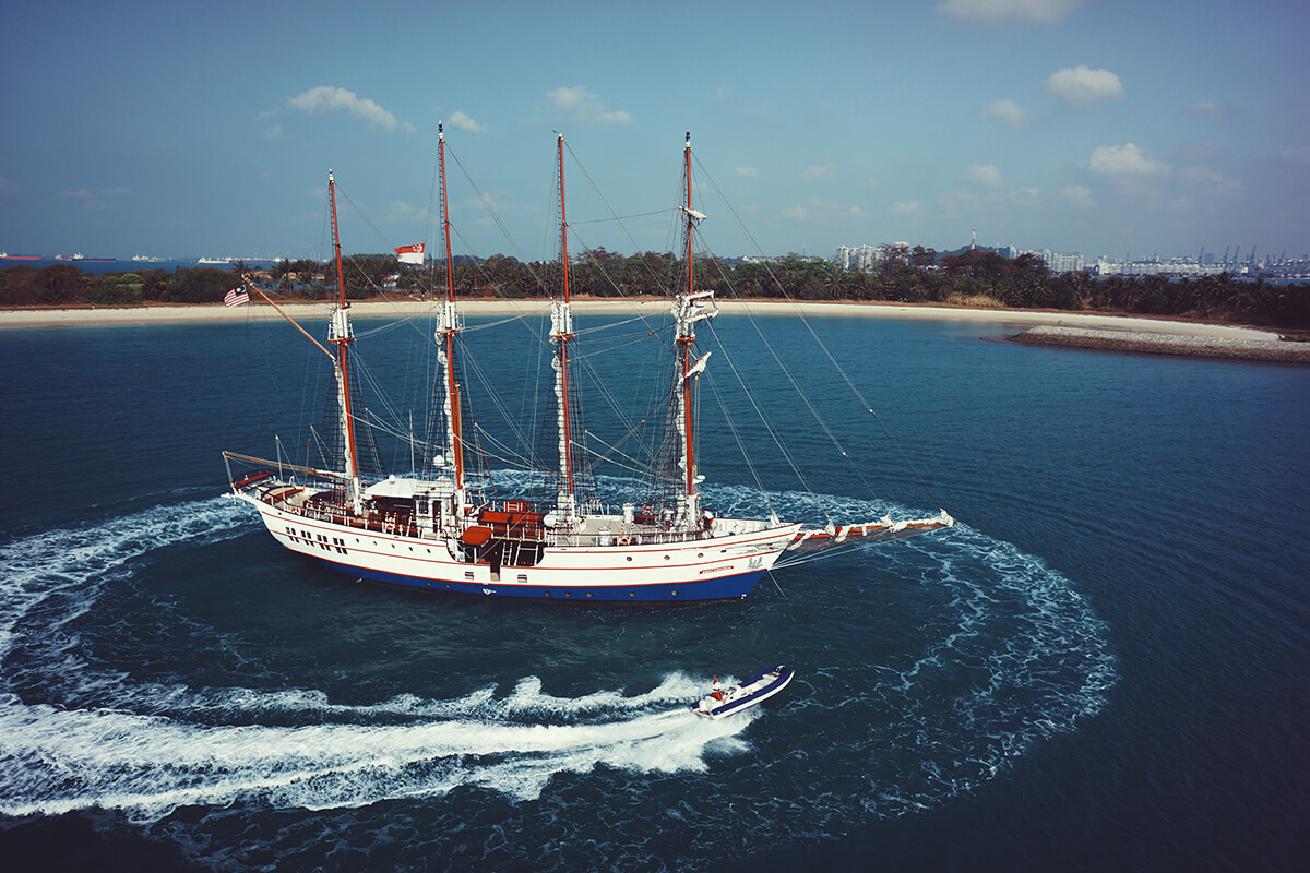 Royal Albatross Custom 2