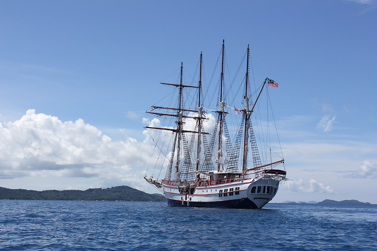 Royal Albatross Custom 4