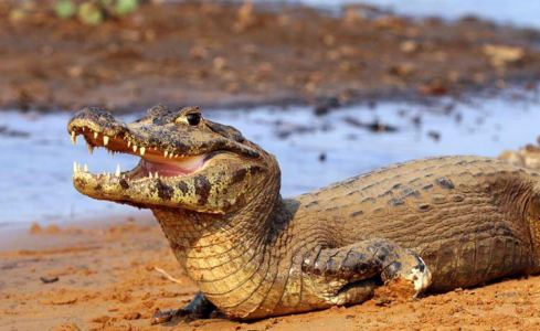 Iate Maria P. Honda dockyard 9