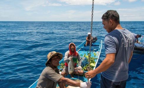 Ocean Pure 1 Custom 5