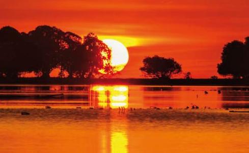 Ocean Pure 1 Custom 11