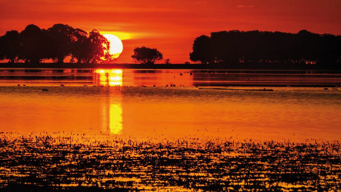 Ocean Pure 1 Custom 11